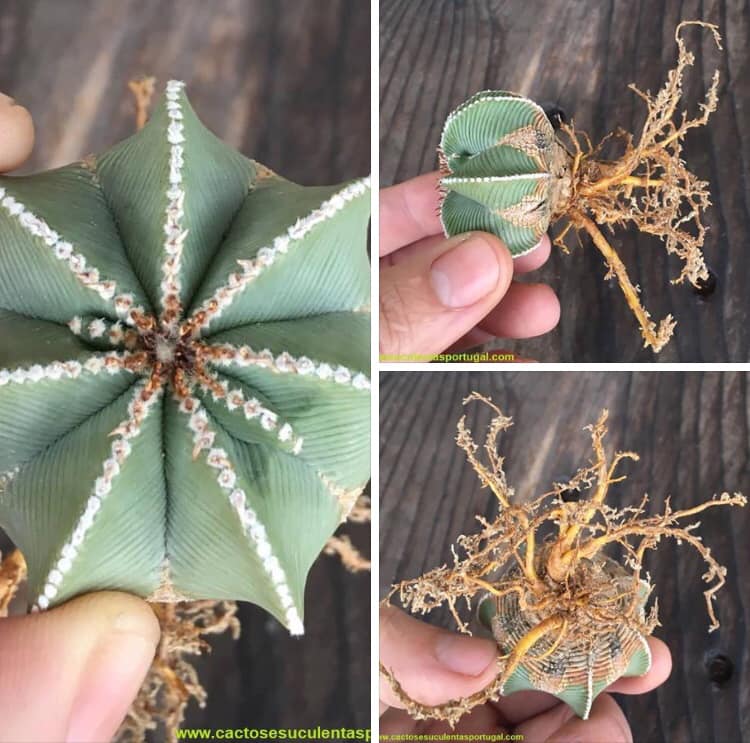 Limpeza e inspecção de raízes