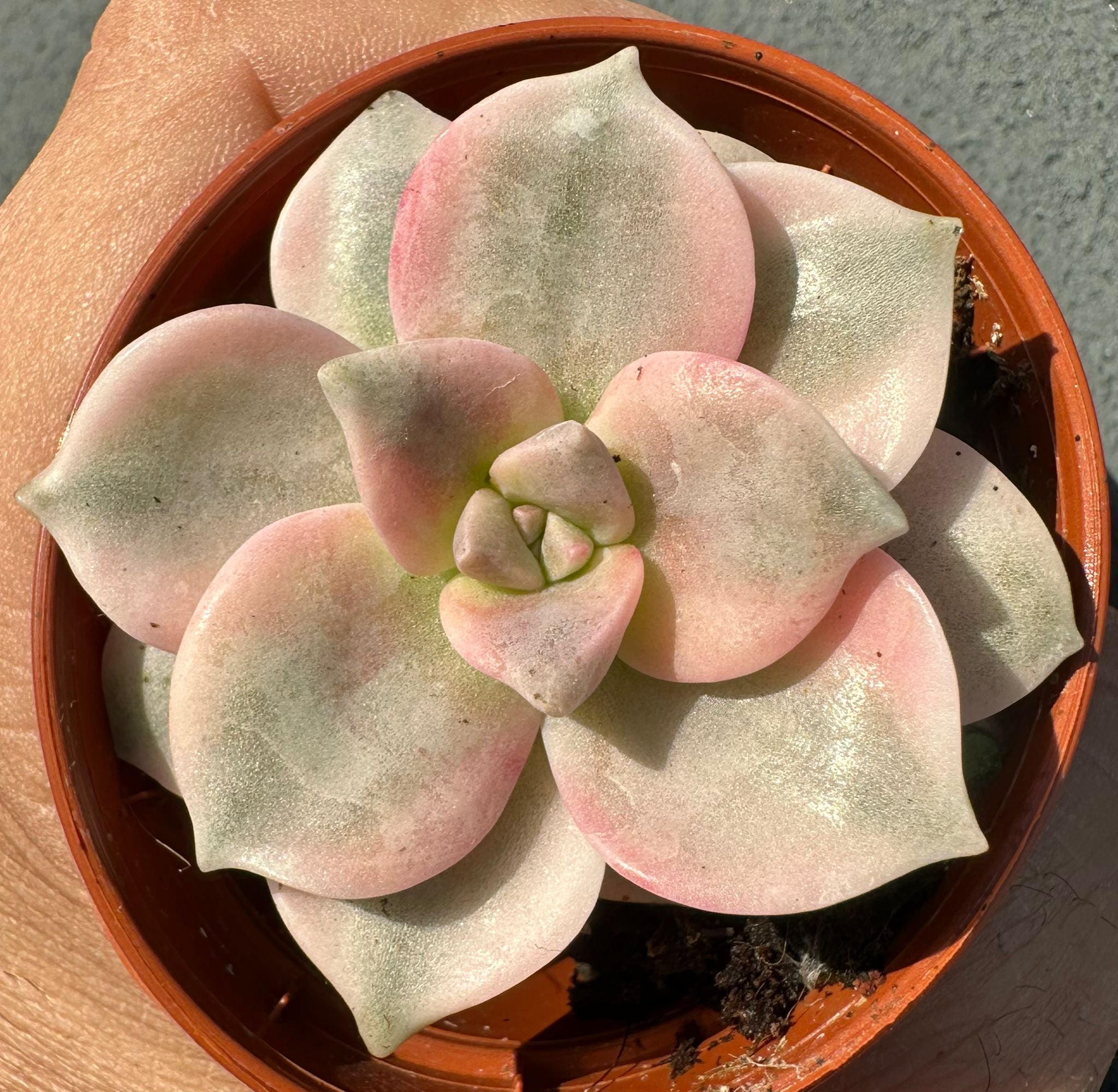 Graptopetalum 'Purple Delight' Variegated