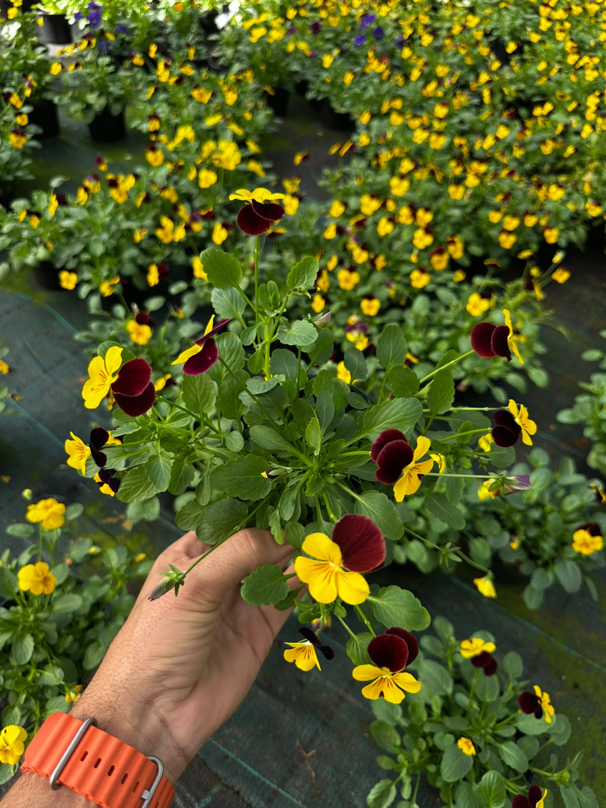 Amor perfeito - Viola Tricolor