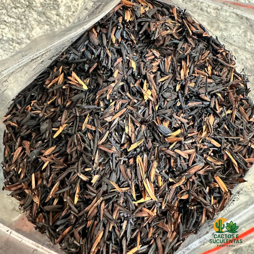 CASCA DE ARROZ CARBONIZADA