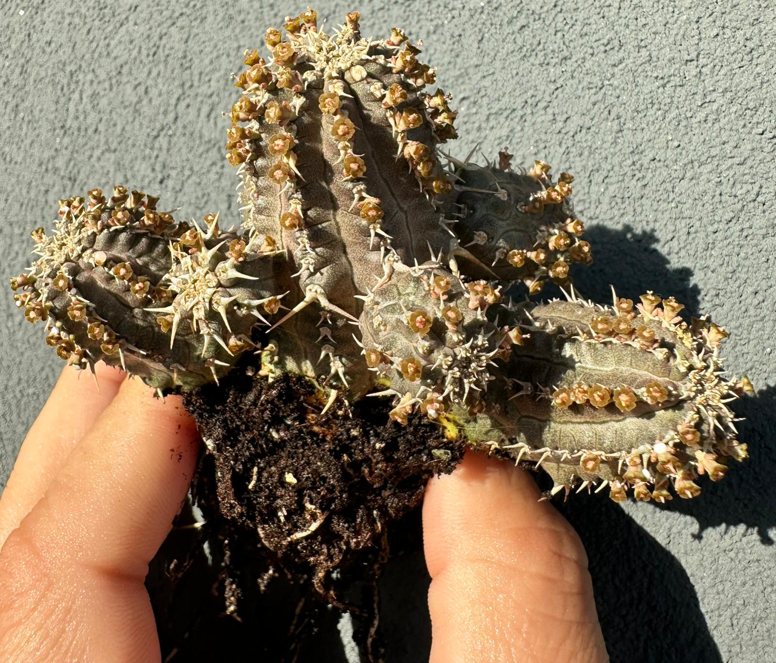 Euphorbia phillipsoides