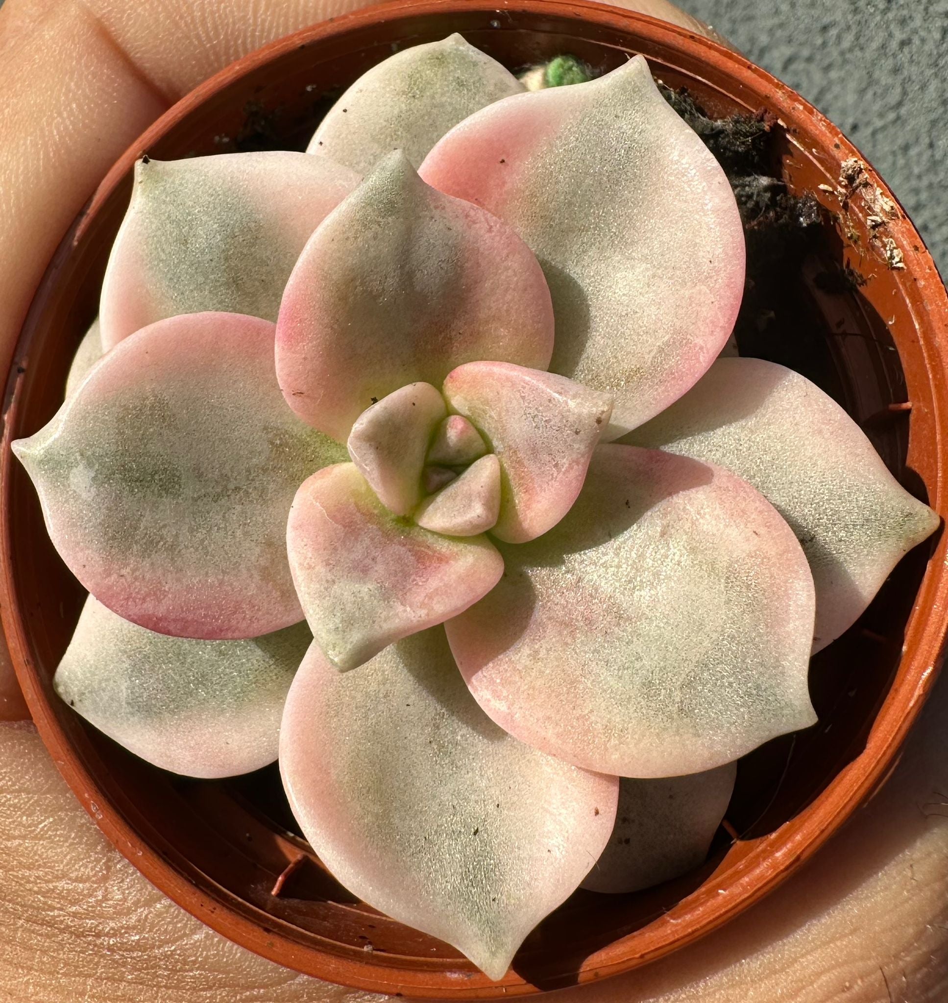 Graptopetalum 'Purple Delight' Variegated