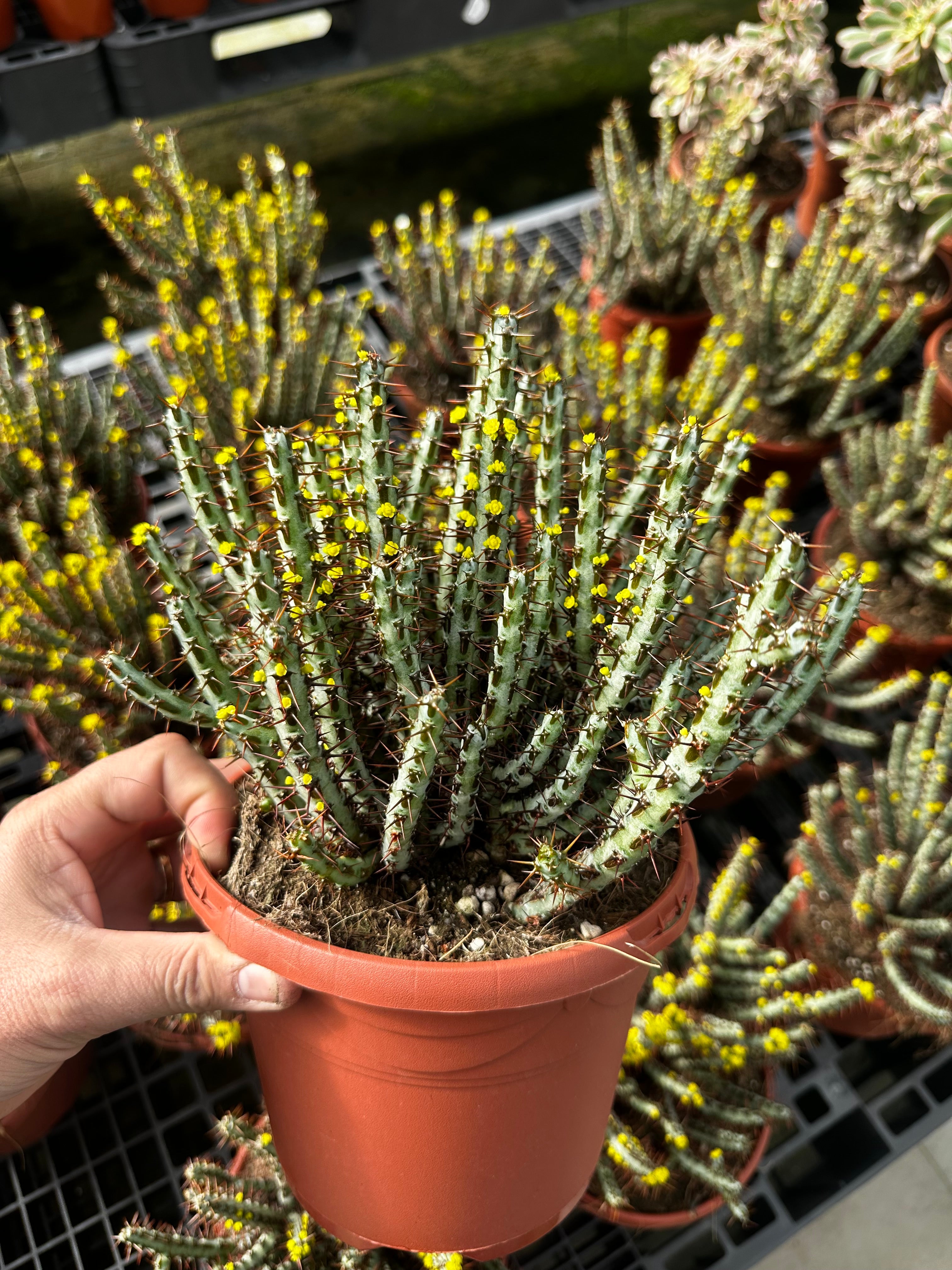 Euphorbia aeruginosa - EXTRA RAMIFICADA
