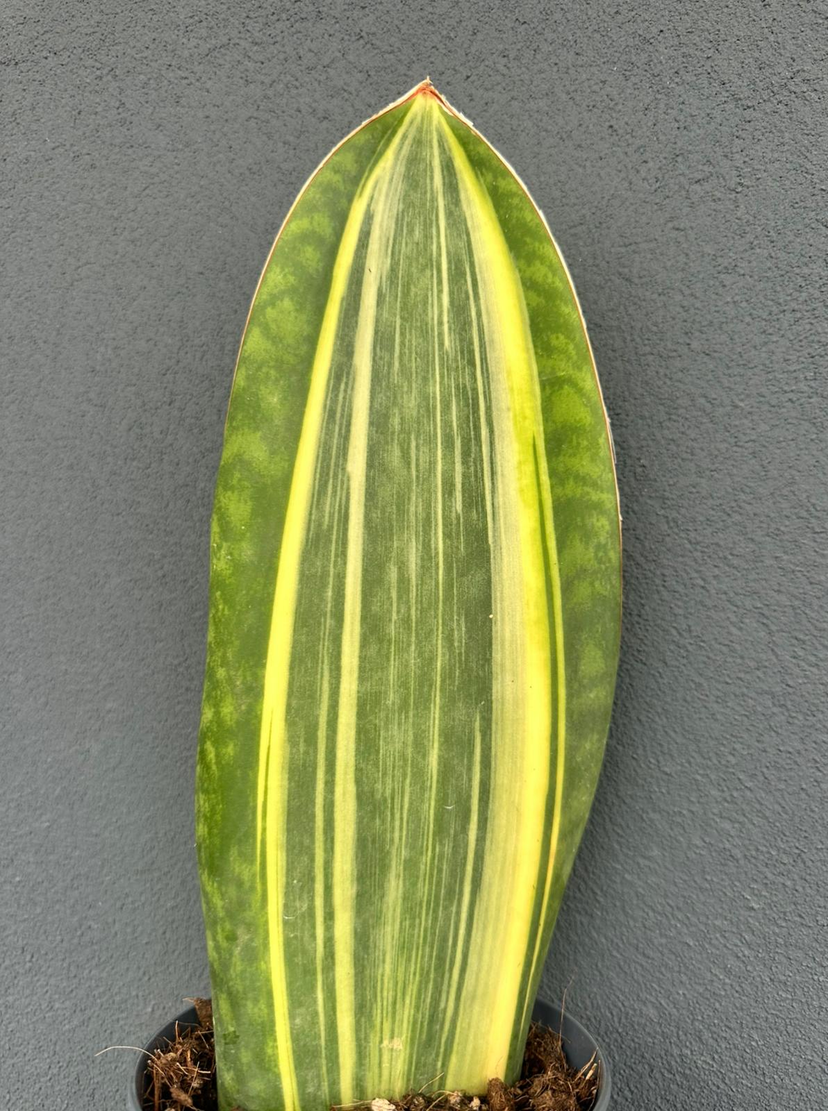 Sansevieria Masoniana Variegata