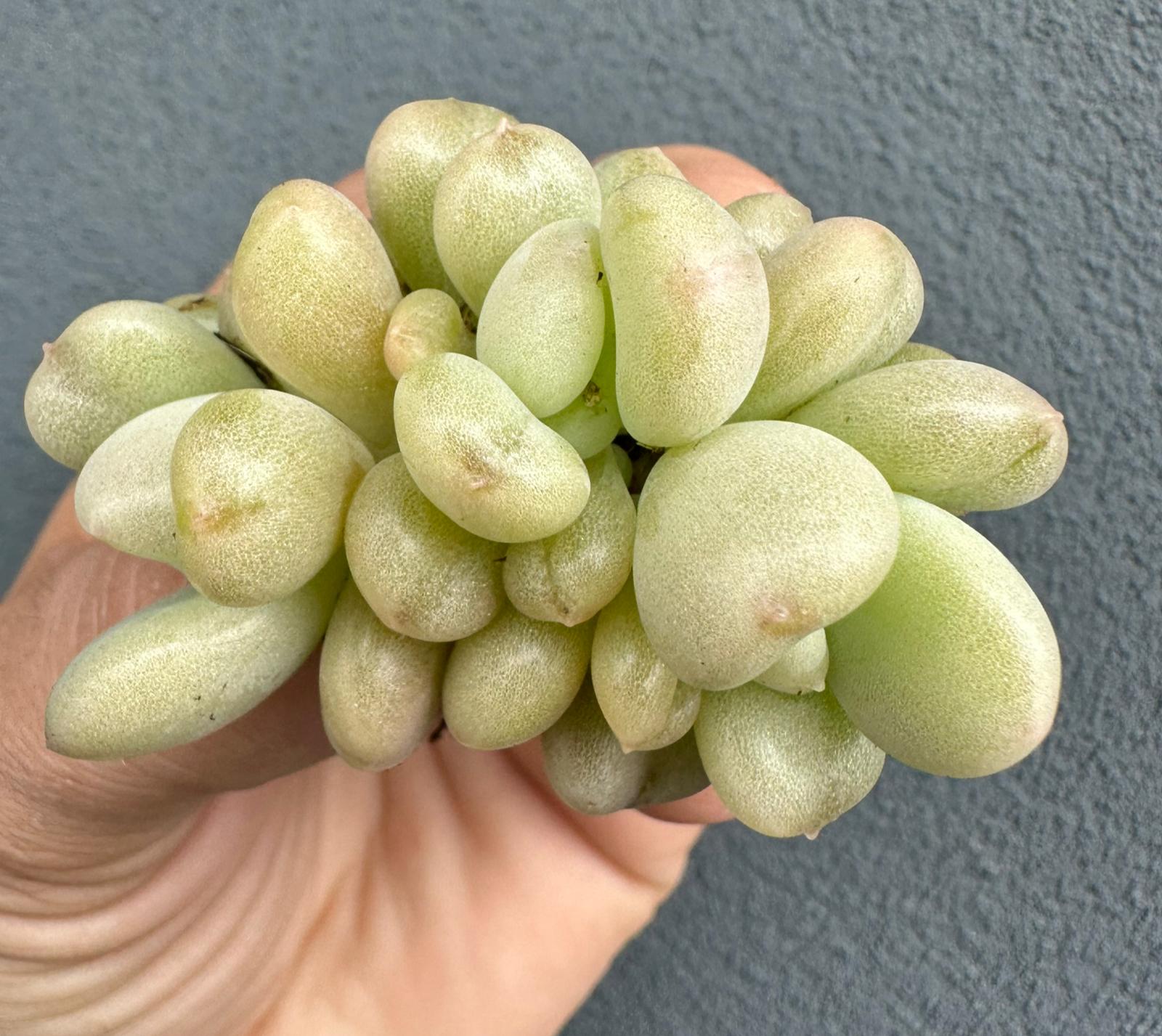 Echeveria “Bill Gates”