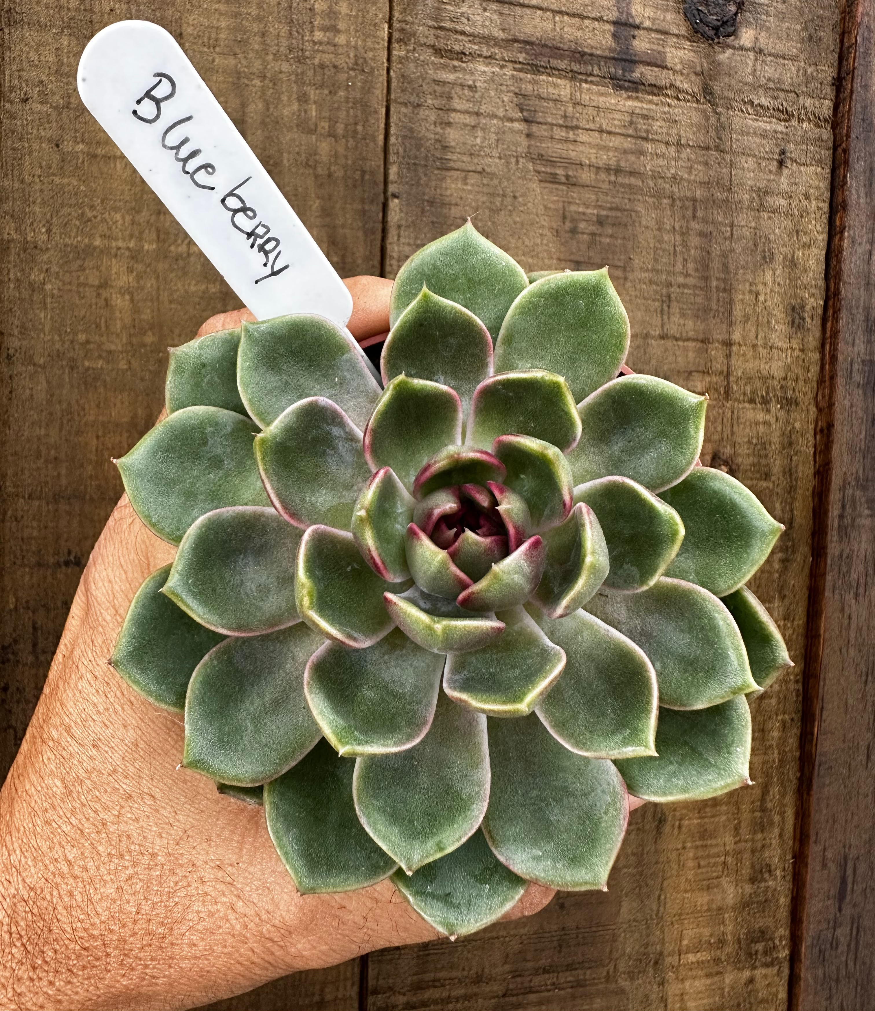 Echeveria Blue berry