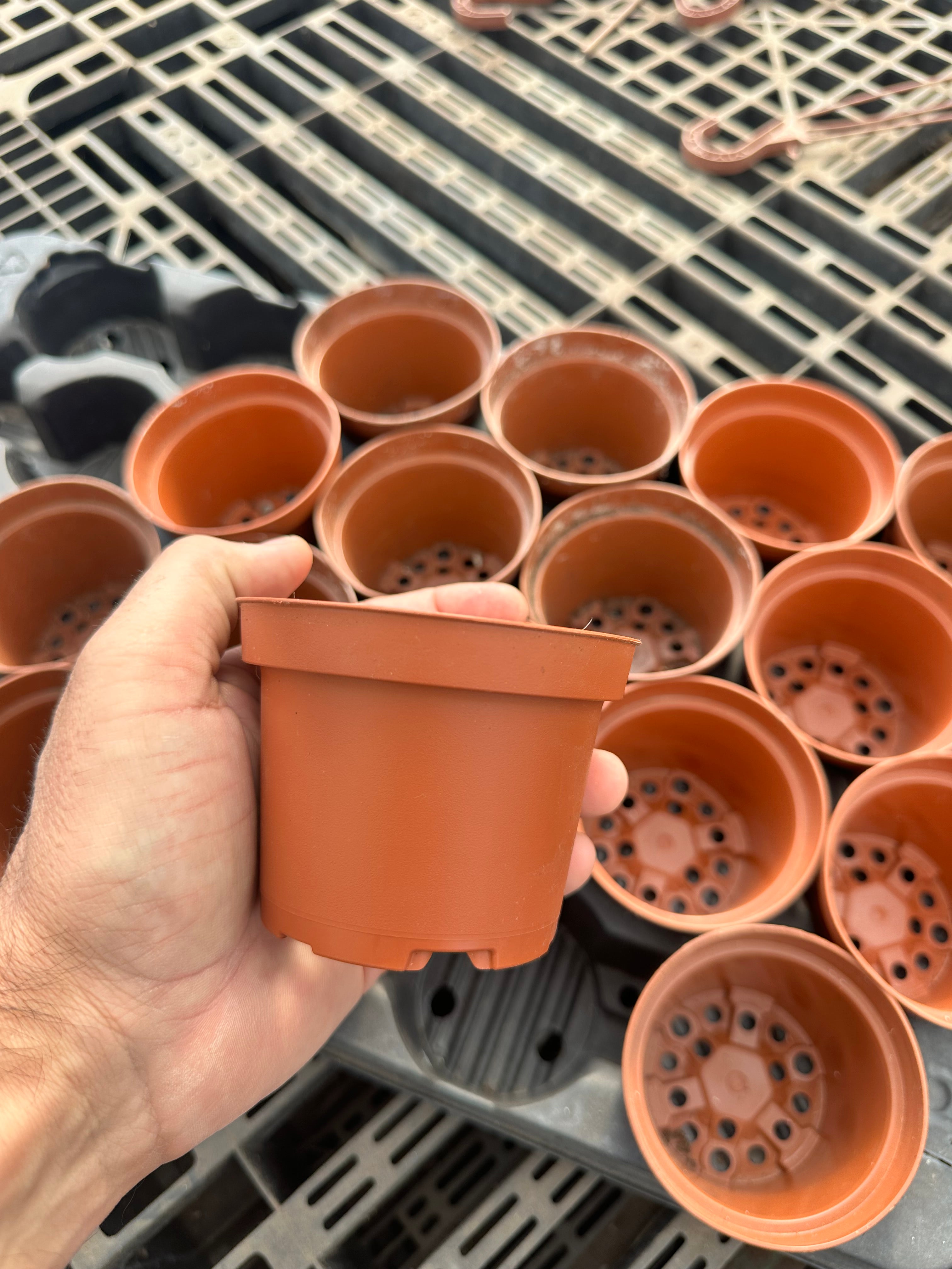 Vaso para multiplicação, acessórios