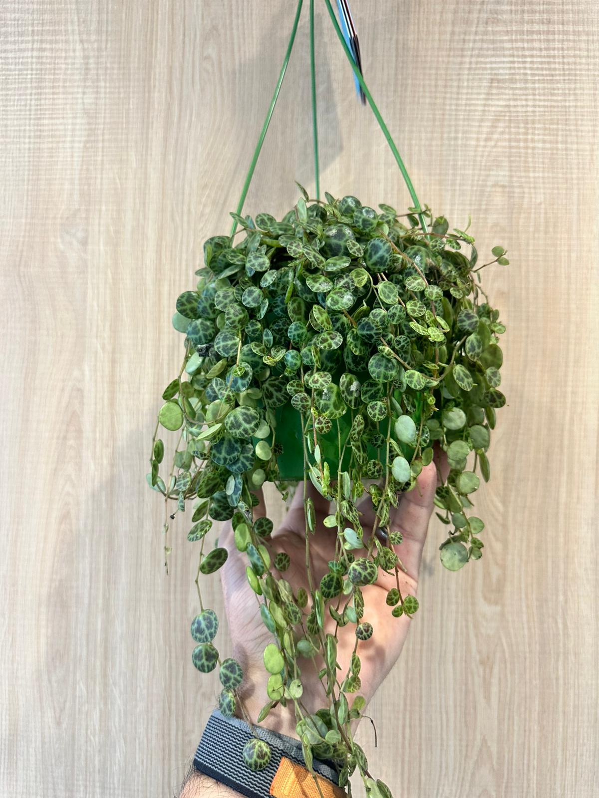 Peperomia Prostrata - Colar de tartarugas