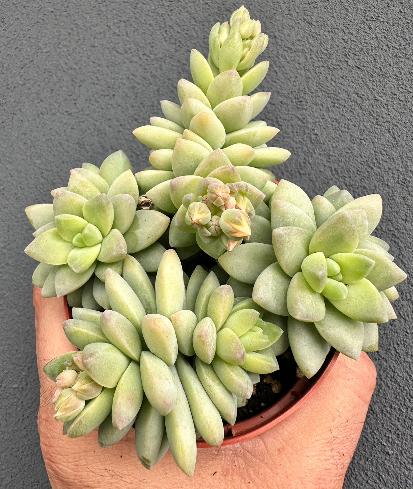 Sedum “Treleasei”