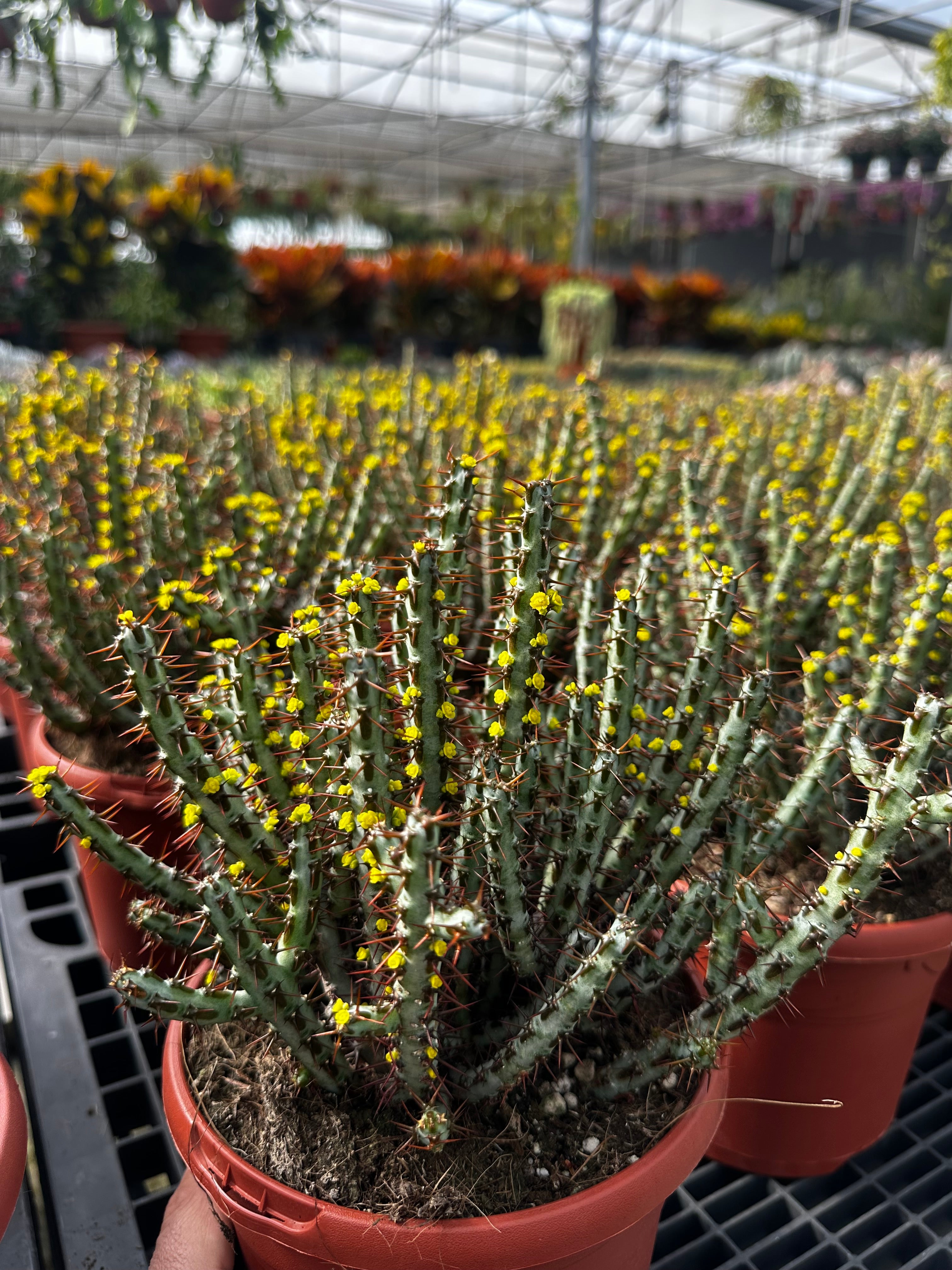 Euphorbia aeruginosa - EXTRA RAMIFICADA