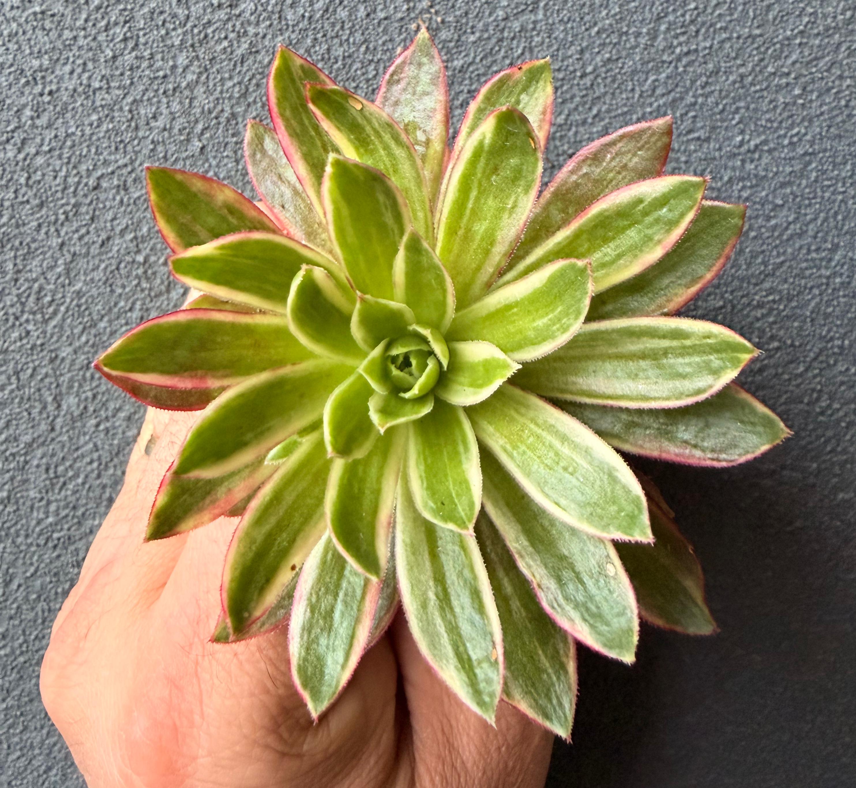 Aeonium Phoenix Flame Variegata