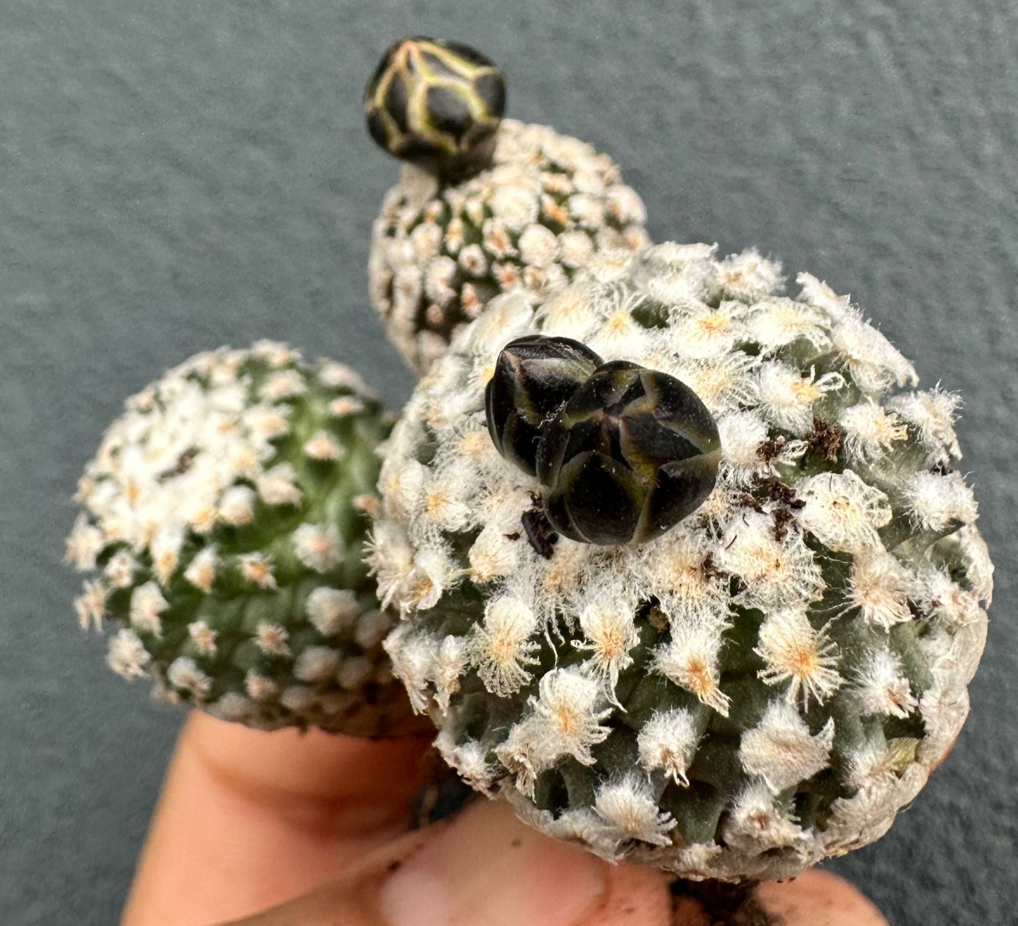 Turbinicarpus valdezianus