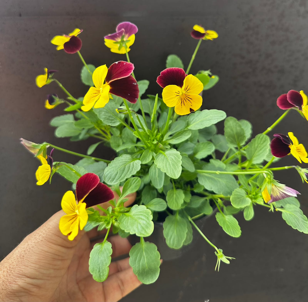 Amor perfeito - Viola Tricolor