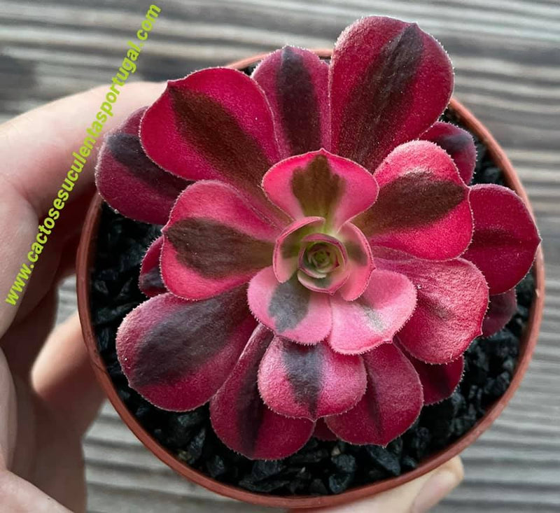 Kit 3 Aeonium + Casca de Arroz Carbonizada