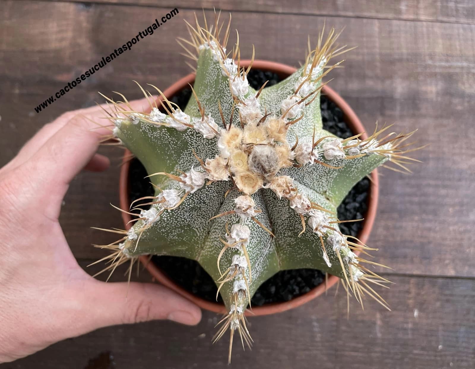 Astrophytum hybrid OR-MY (exemplar muito RARO)