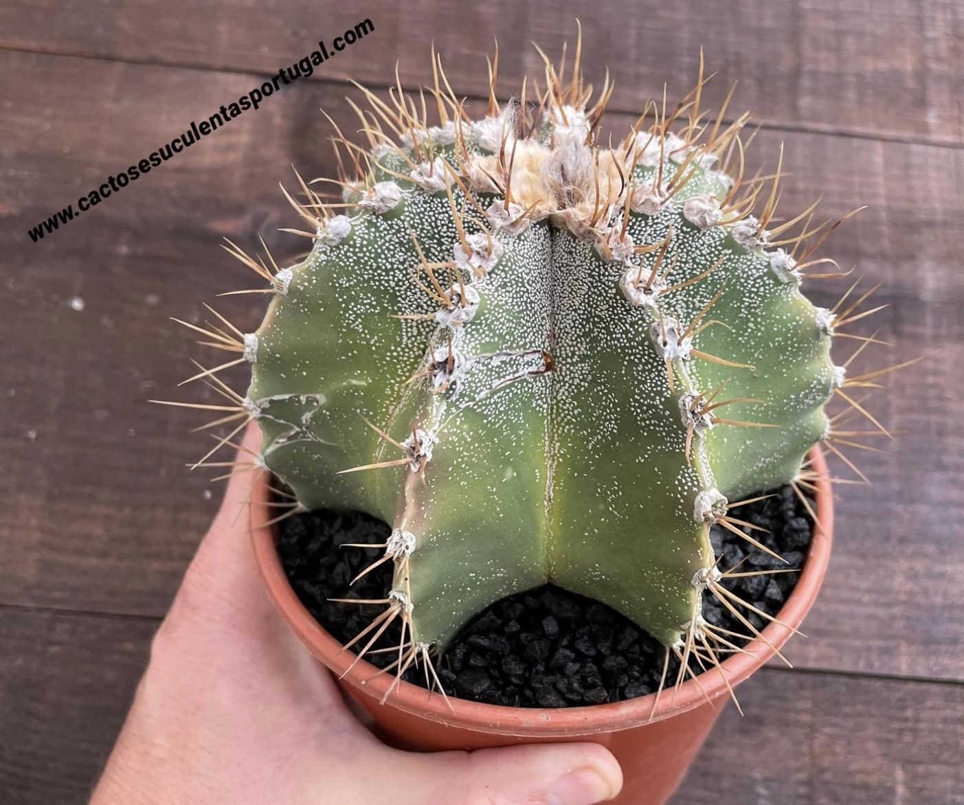 Astrophytum hybrid OR-MY (exemplar muito RARO)