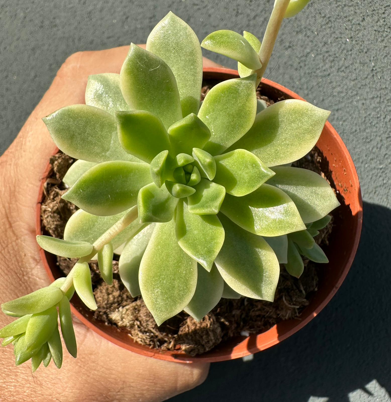 Sedeveria Markus Variegata