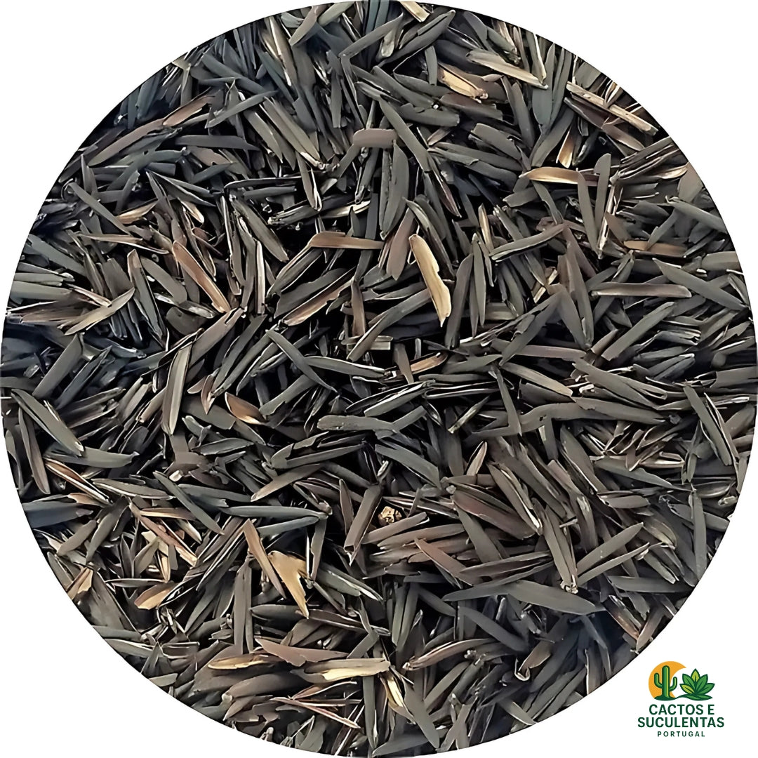 CASCA DE ARROZ CARBONIZADA