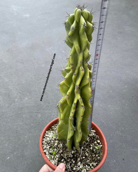 Cereus peruvianus monstrosus - Apple Cactus