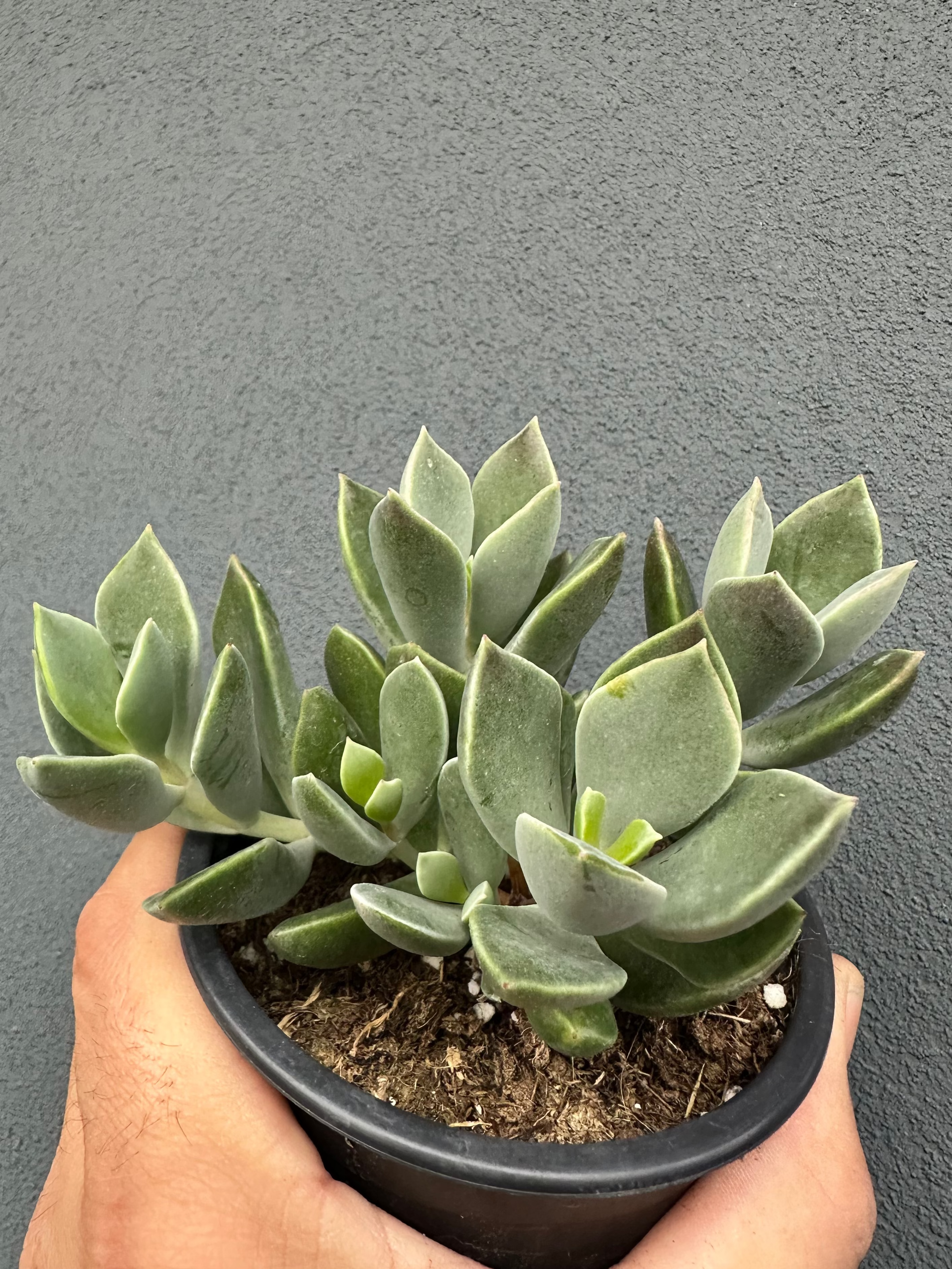Cotyledon ‘Green Peaks’