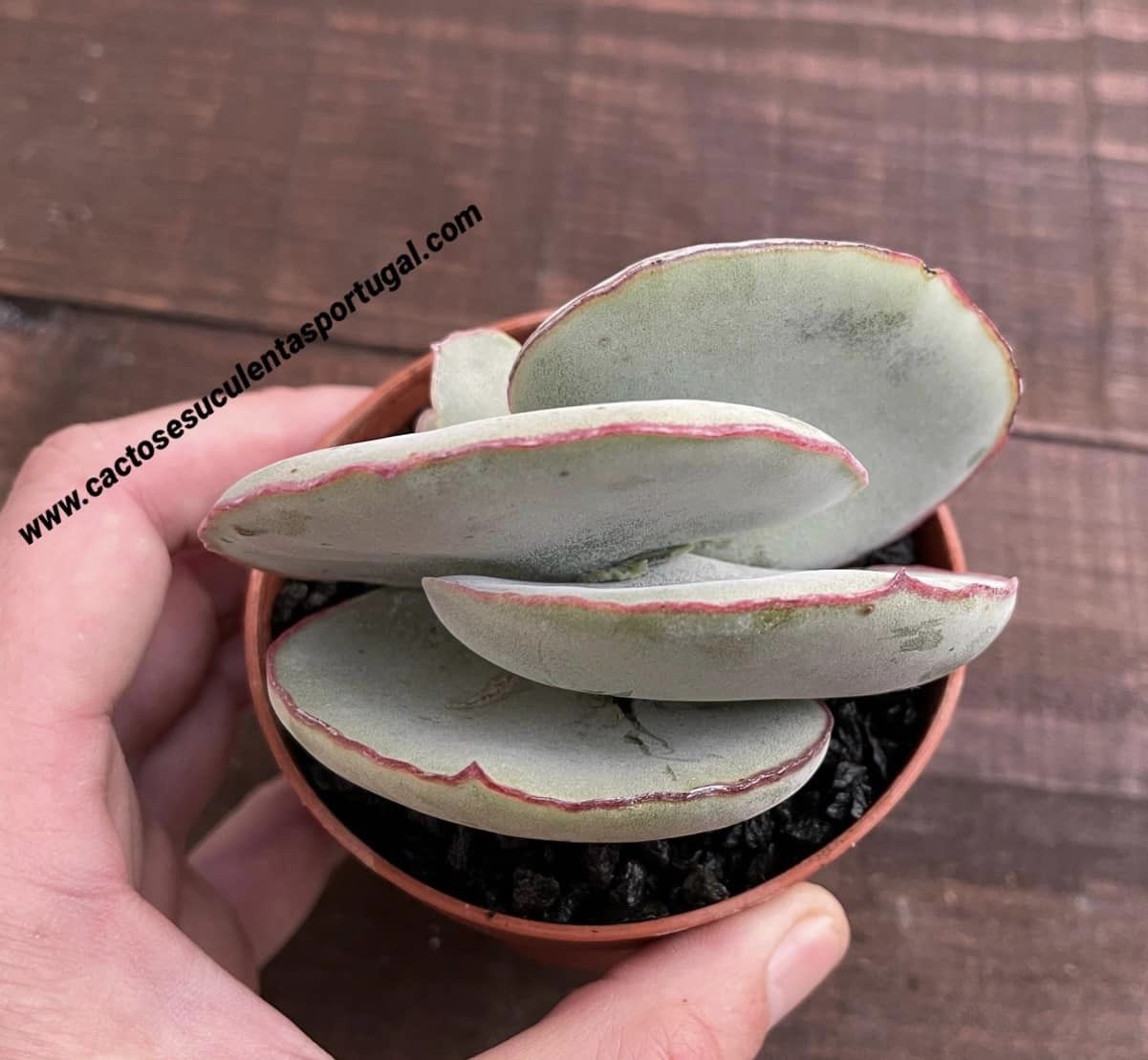 Cotyledon orbiculata 'Hakubi' spp.