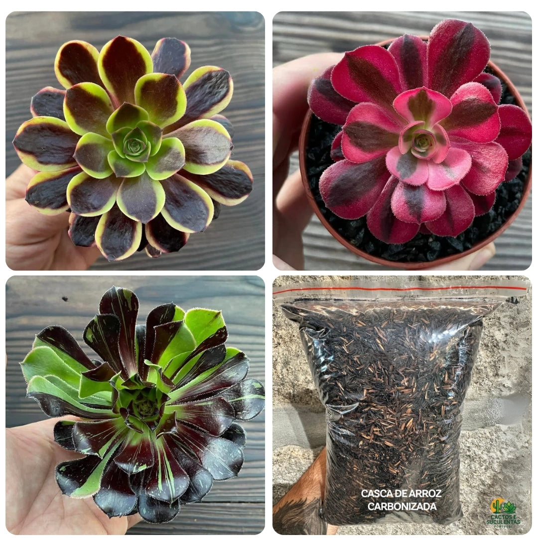 Kit 3 Aeonium + Casca de Arroz Carbonizada