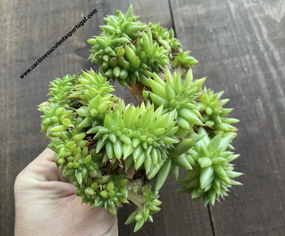 Echeveria agavoides 'Corderoyi' f. cristata
