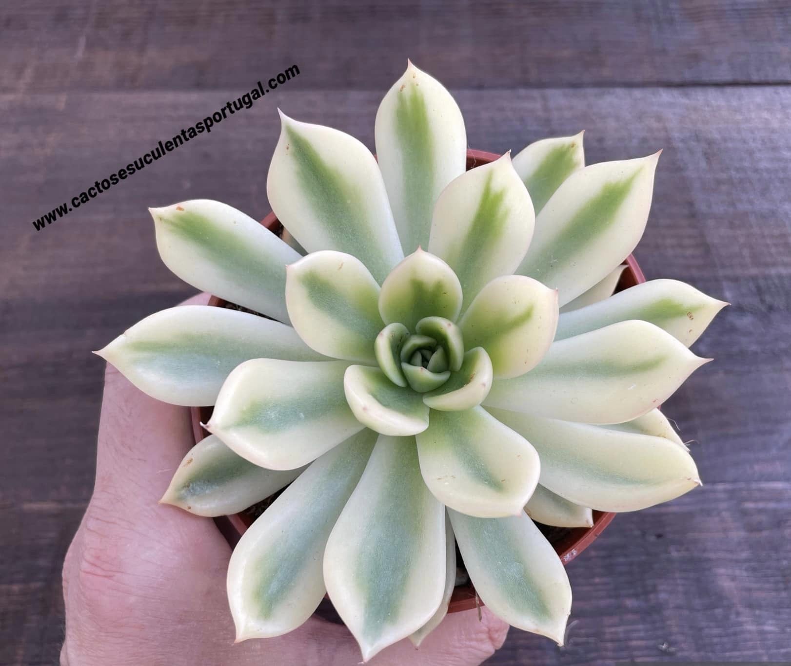 Echeveria agavoides ‘Mira’ f. variegata