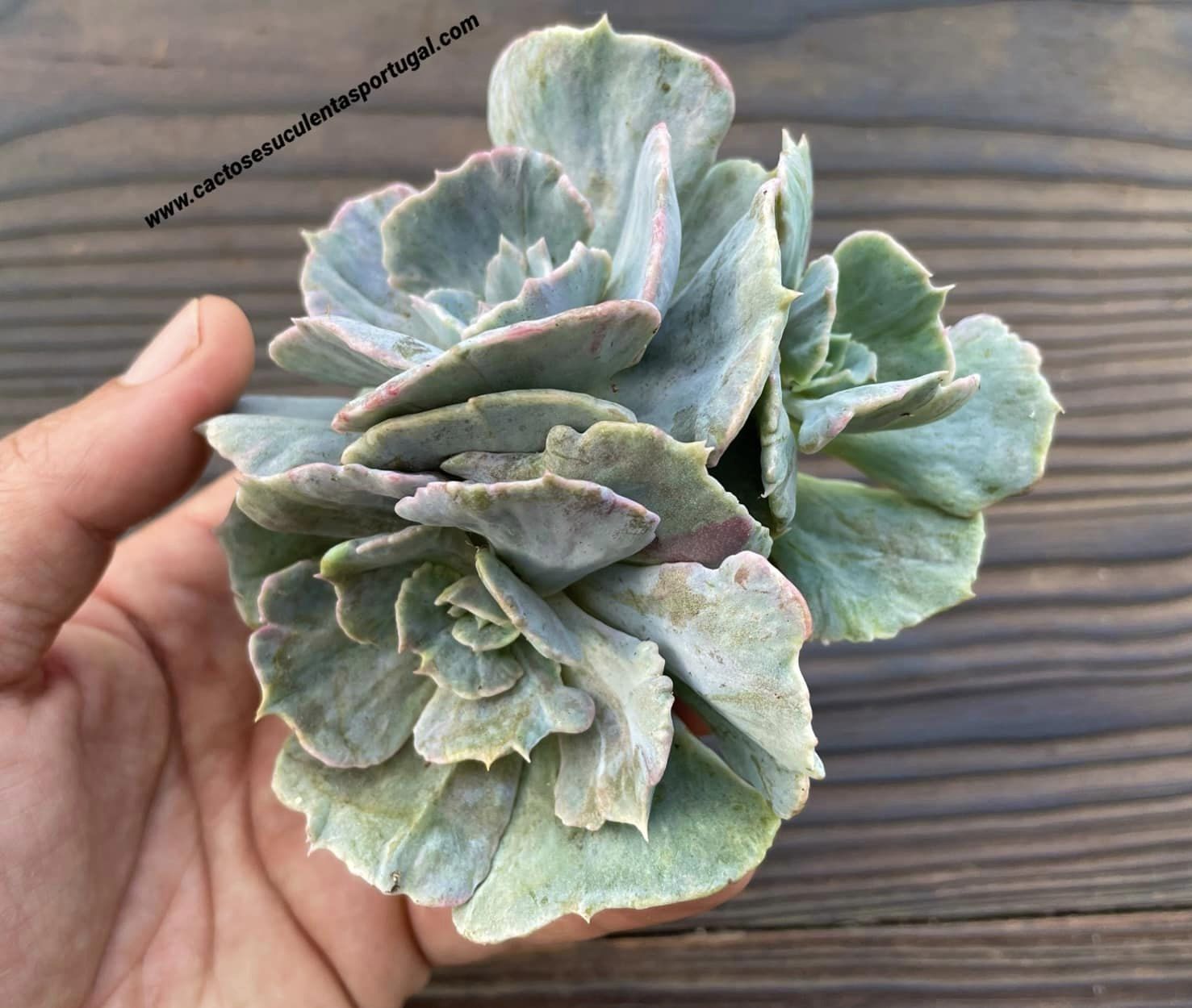 Echeveria lilacina form. monstruosa