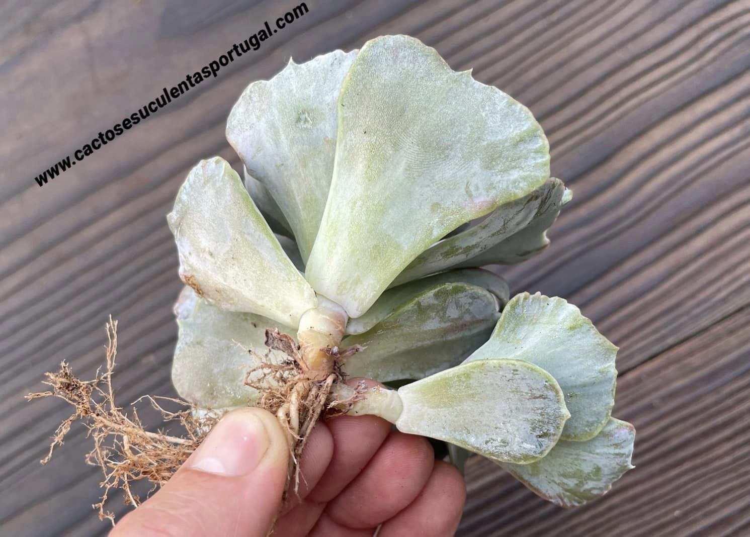 Echeveria lilacina form. monstruosa Extra ramificada