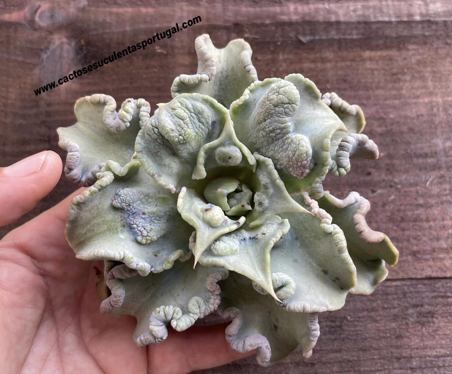 Echeveria madiba verrugas