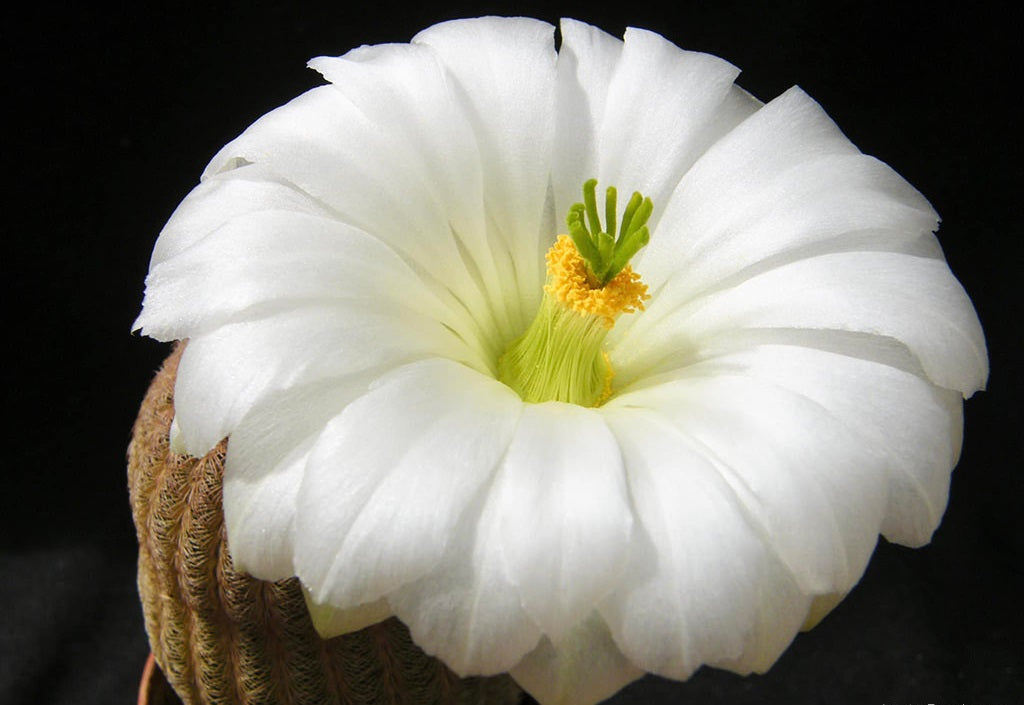 Echinocereus rigidissimus var. albiflorus