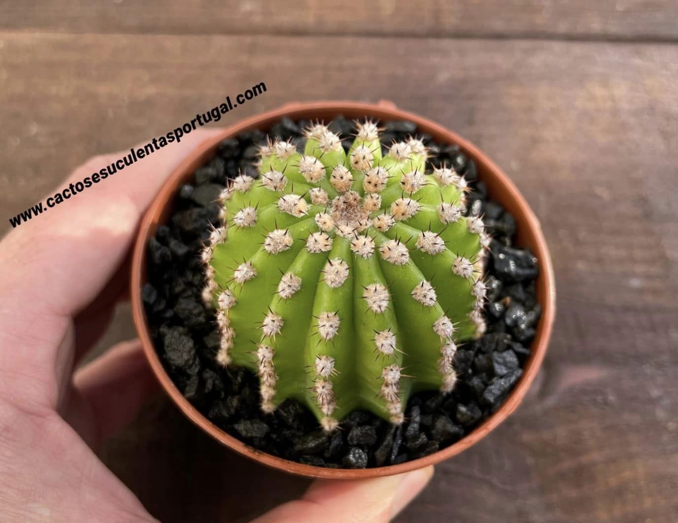 Echinopsis eyriesii