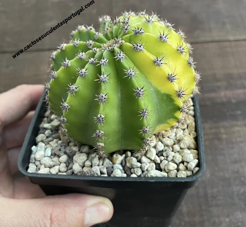 Echinopsis eyriesii f. variegated