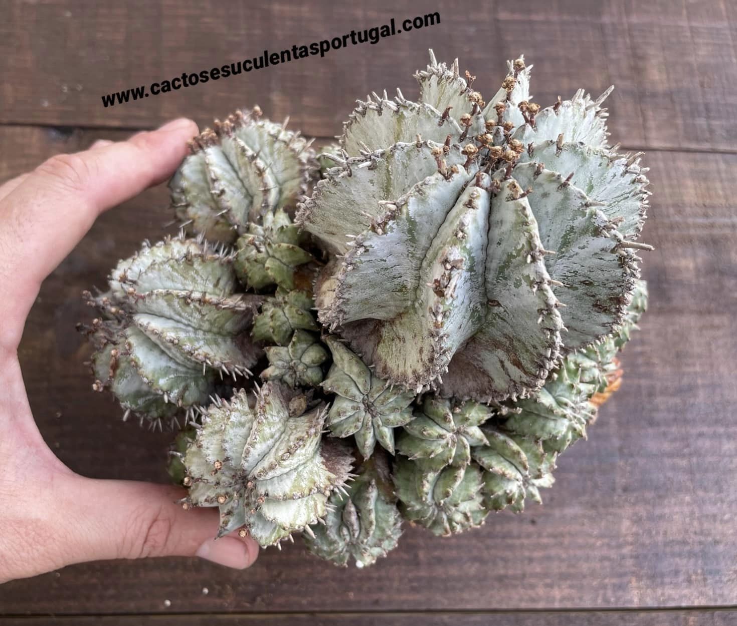 Euphorbia horrida 'Snowflake'
