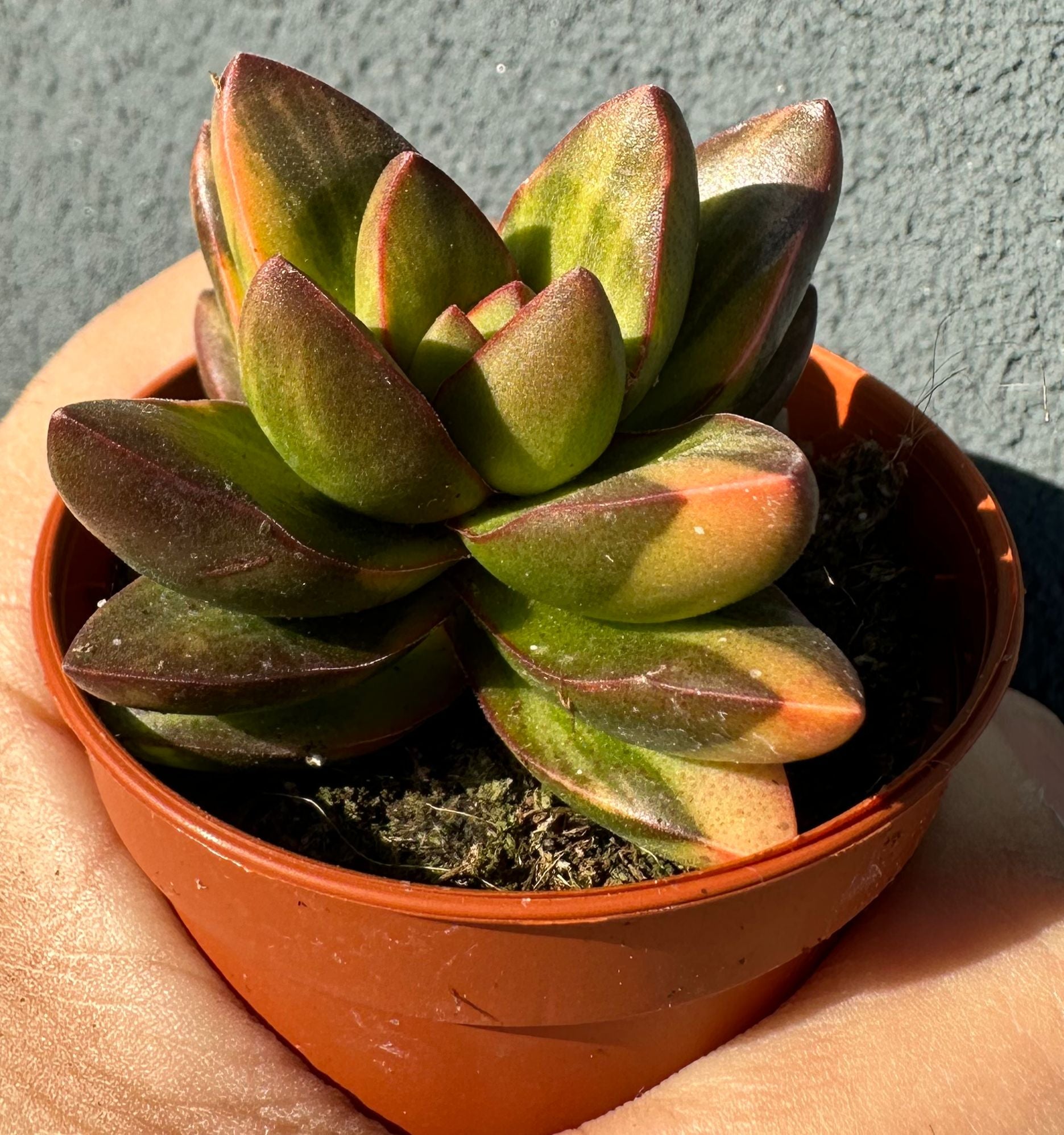 Crassula benjamin Variegata