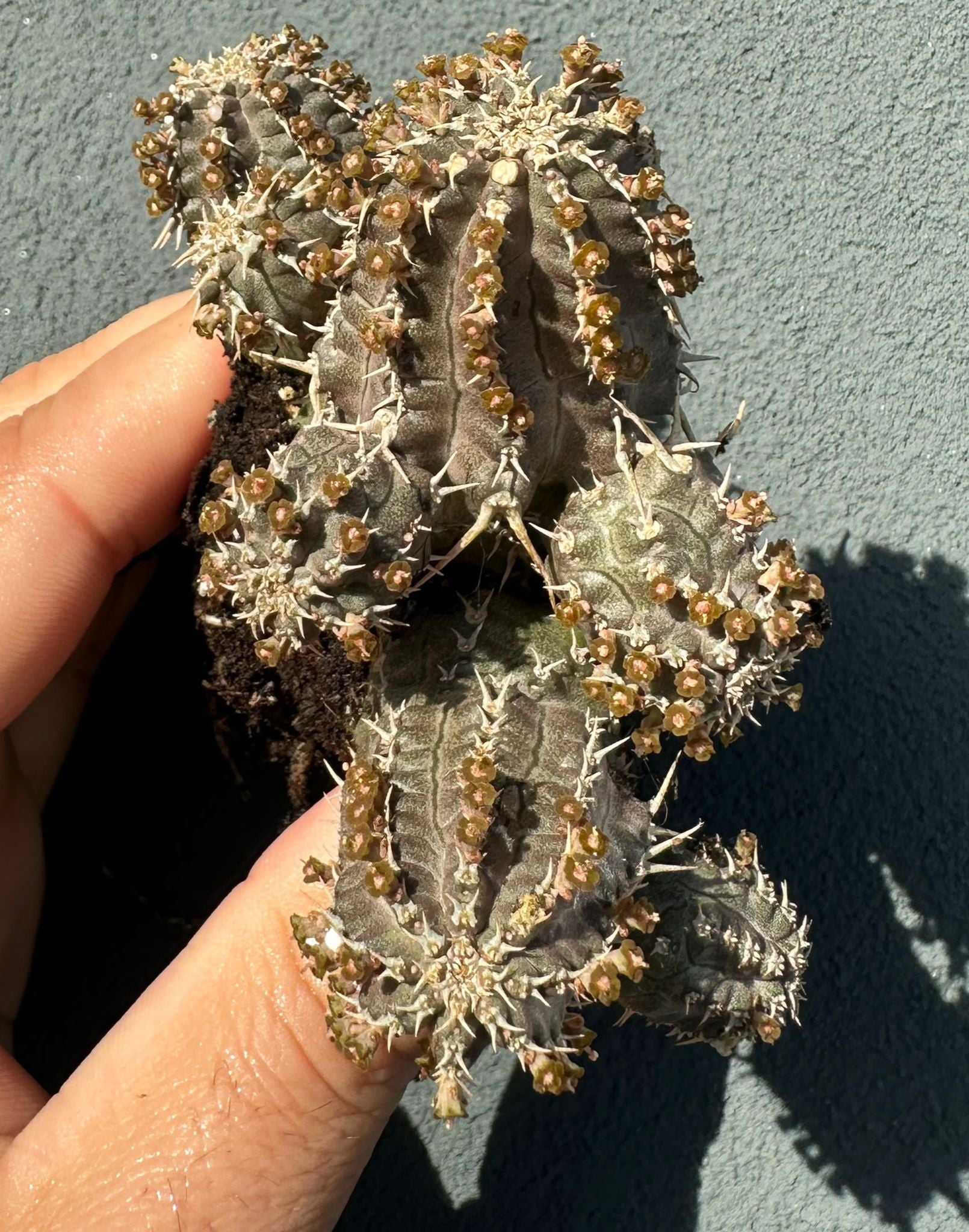 Euphorbia phillipsoides