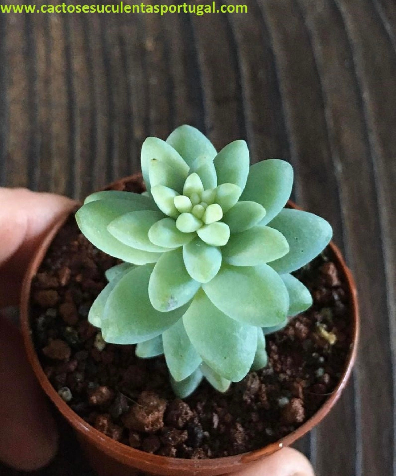 Sedum Burrito Moran