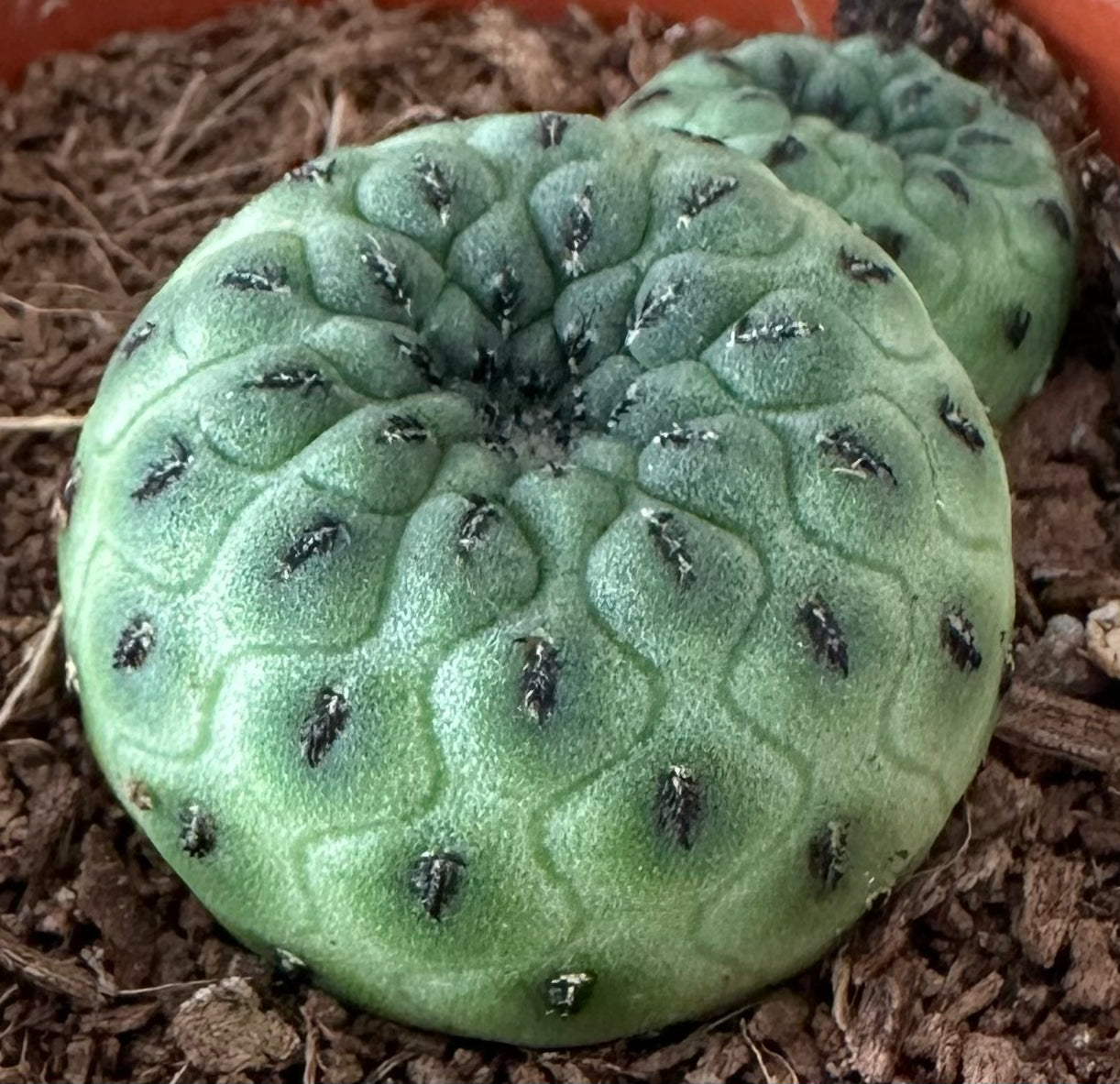 Sulcorebutia rauschii