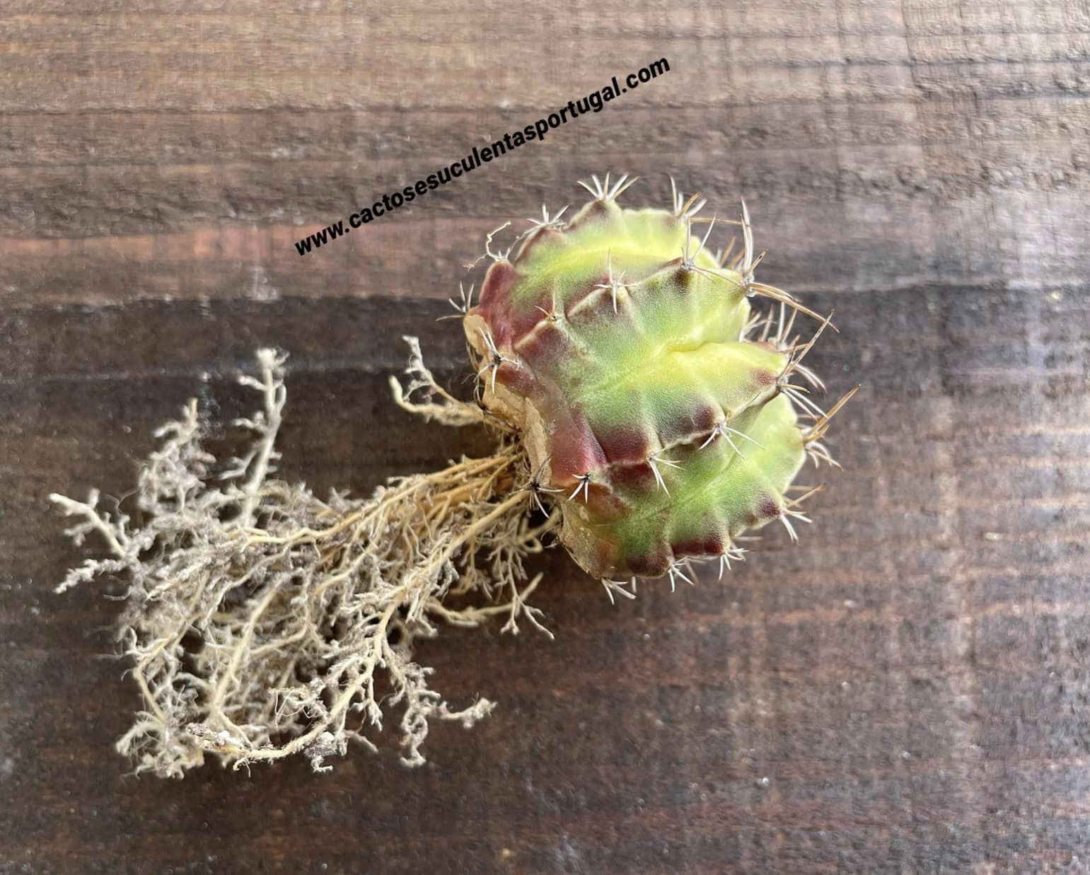 Gymnocalycium mihanovichii lb2178 'Agua Dulce' var.
