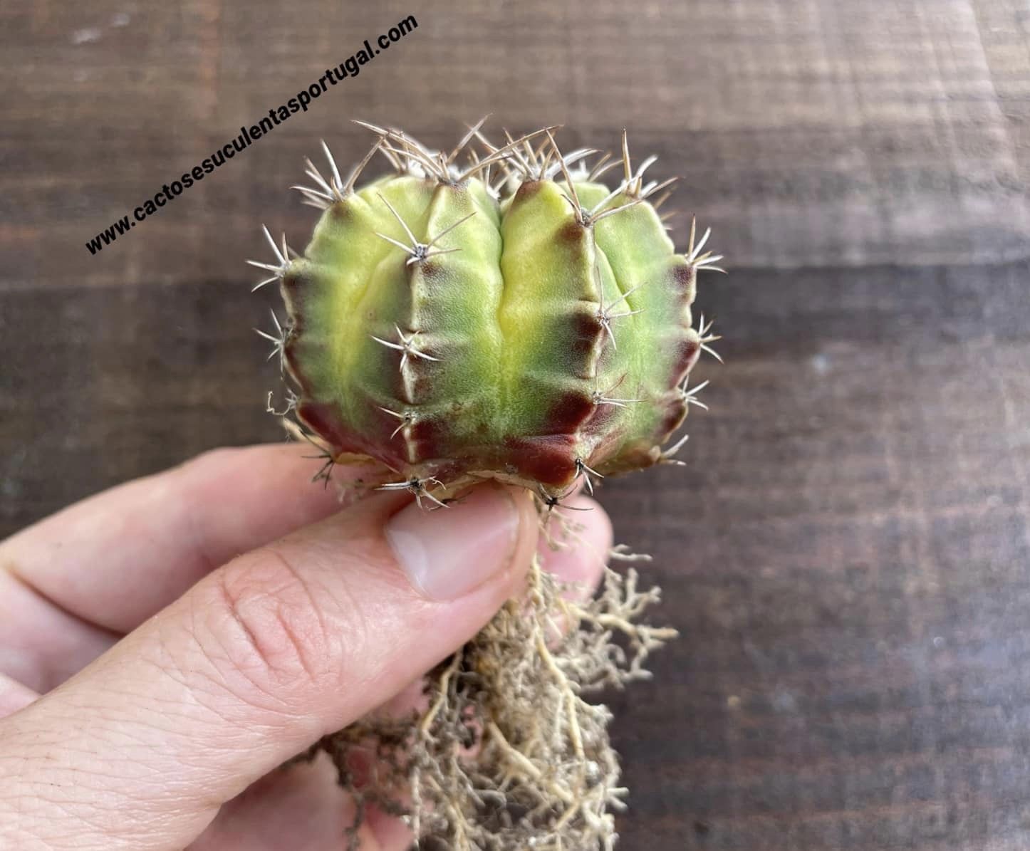 Gymnocalycium mihanovichii lb2178 'Agua Dulce' var.