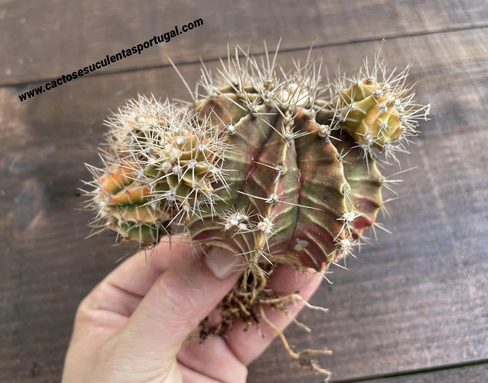 Gymnocalycium mihanovichii var. friedrichii f. varigated