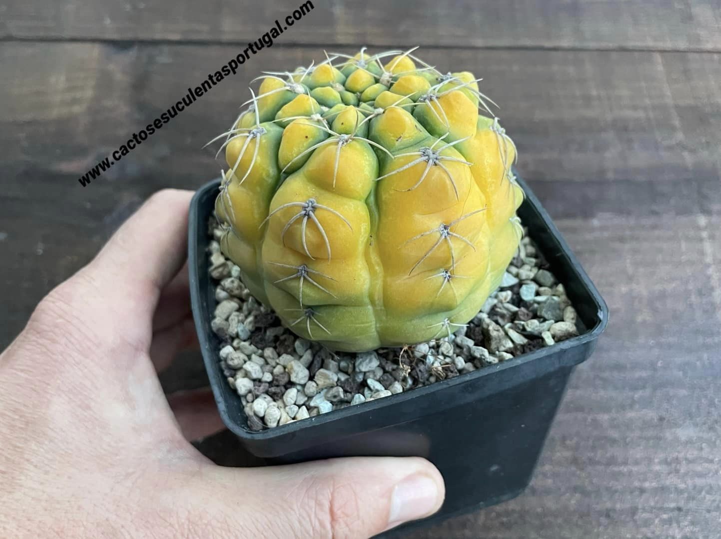 Gymnocalycium prochazkianum f. variegata