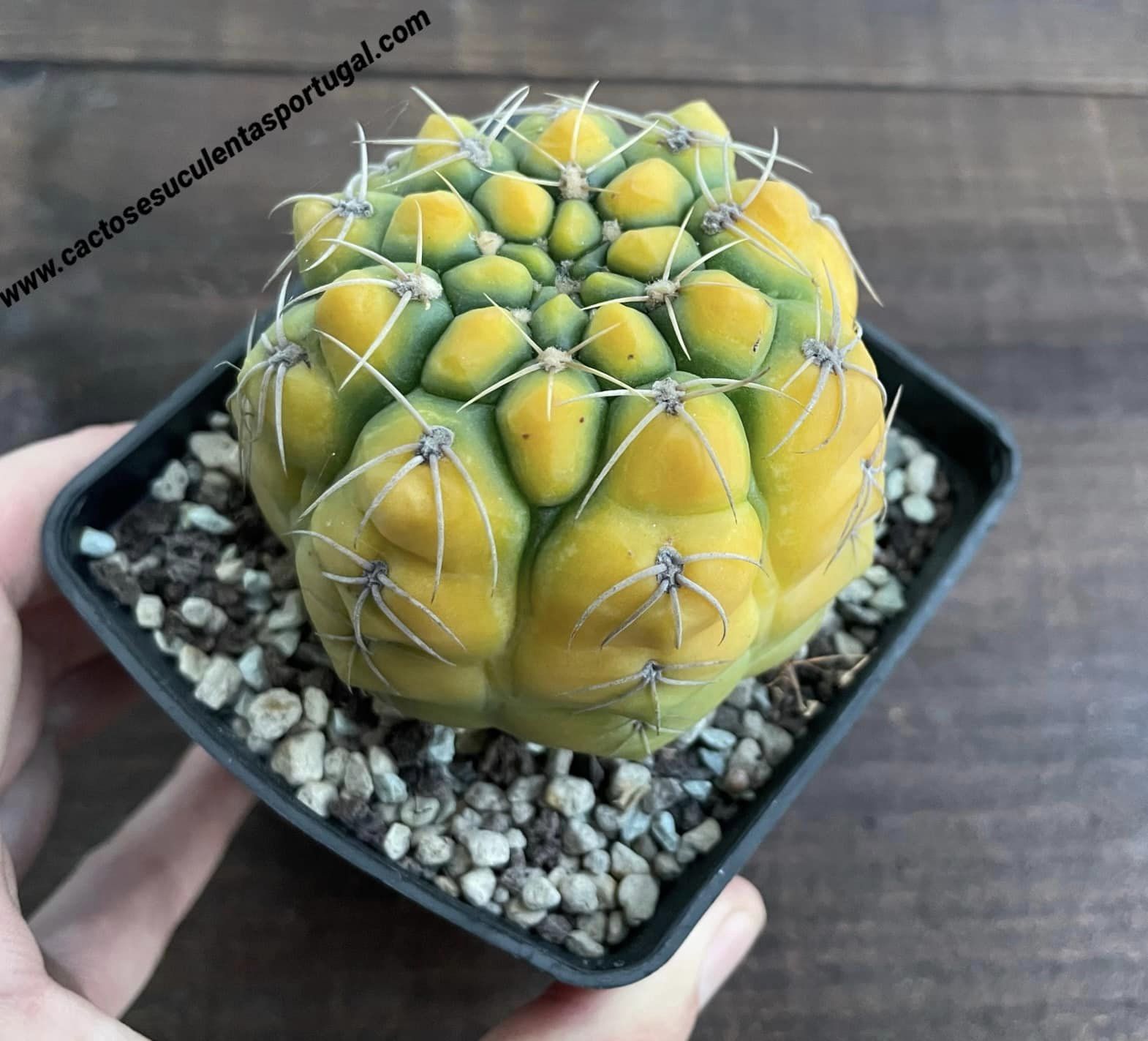 Gymnocalycium prochazkianum f. variegata