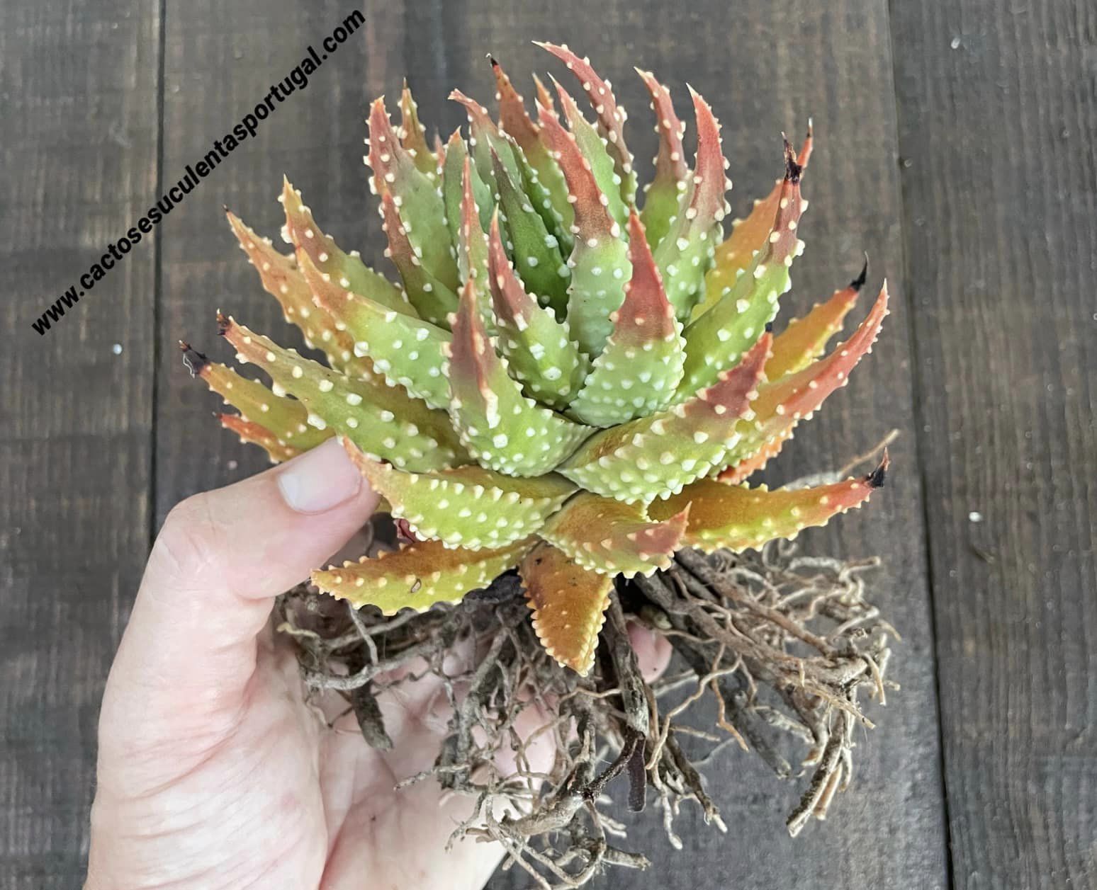 Haworthia tulista pumila, lote 2021