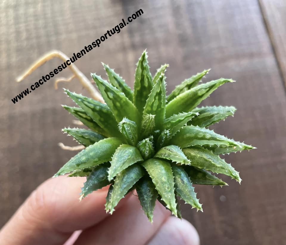 Haworthia variegata v. modesta