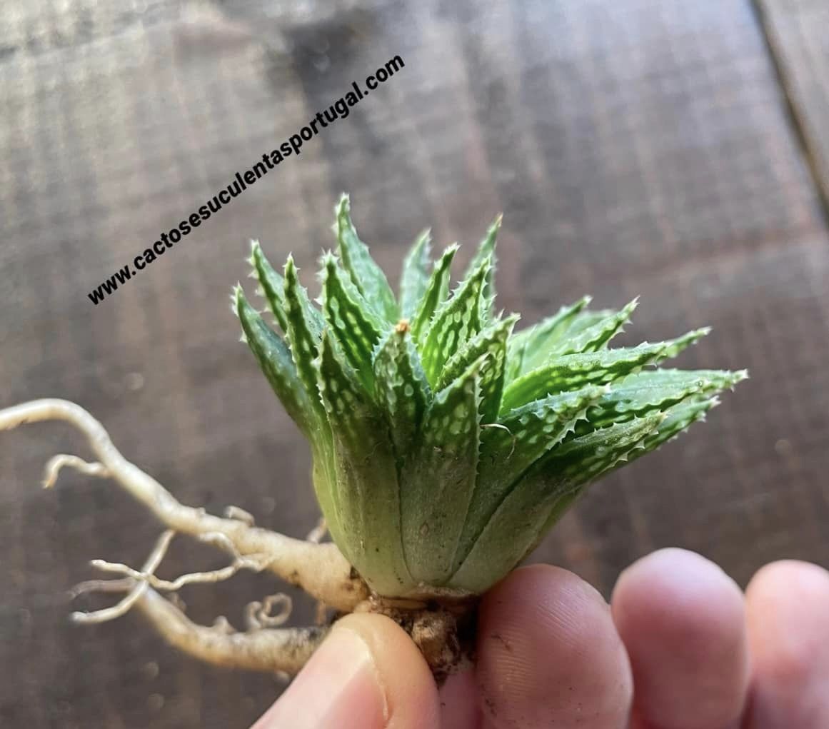 Haworthia variegata v. modesta