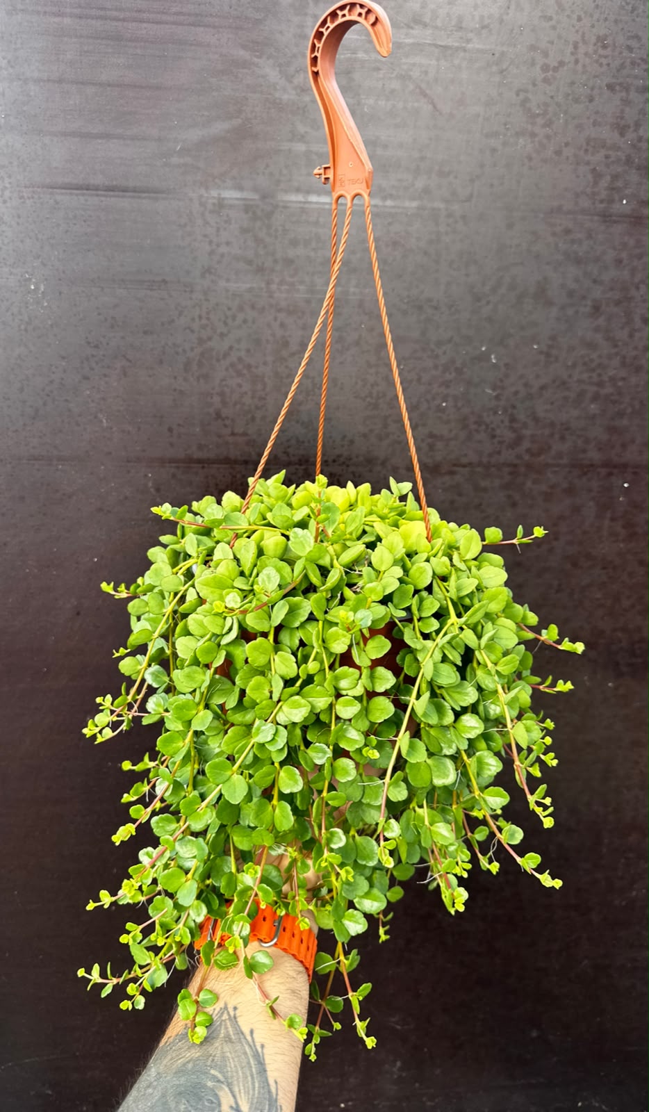 Kalanchoe uniflora - (Coral Bells)