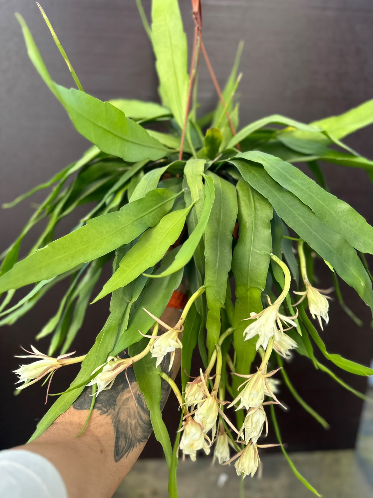 Epiphyllum Branco extra ramificado em caso de suspensão