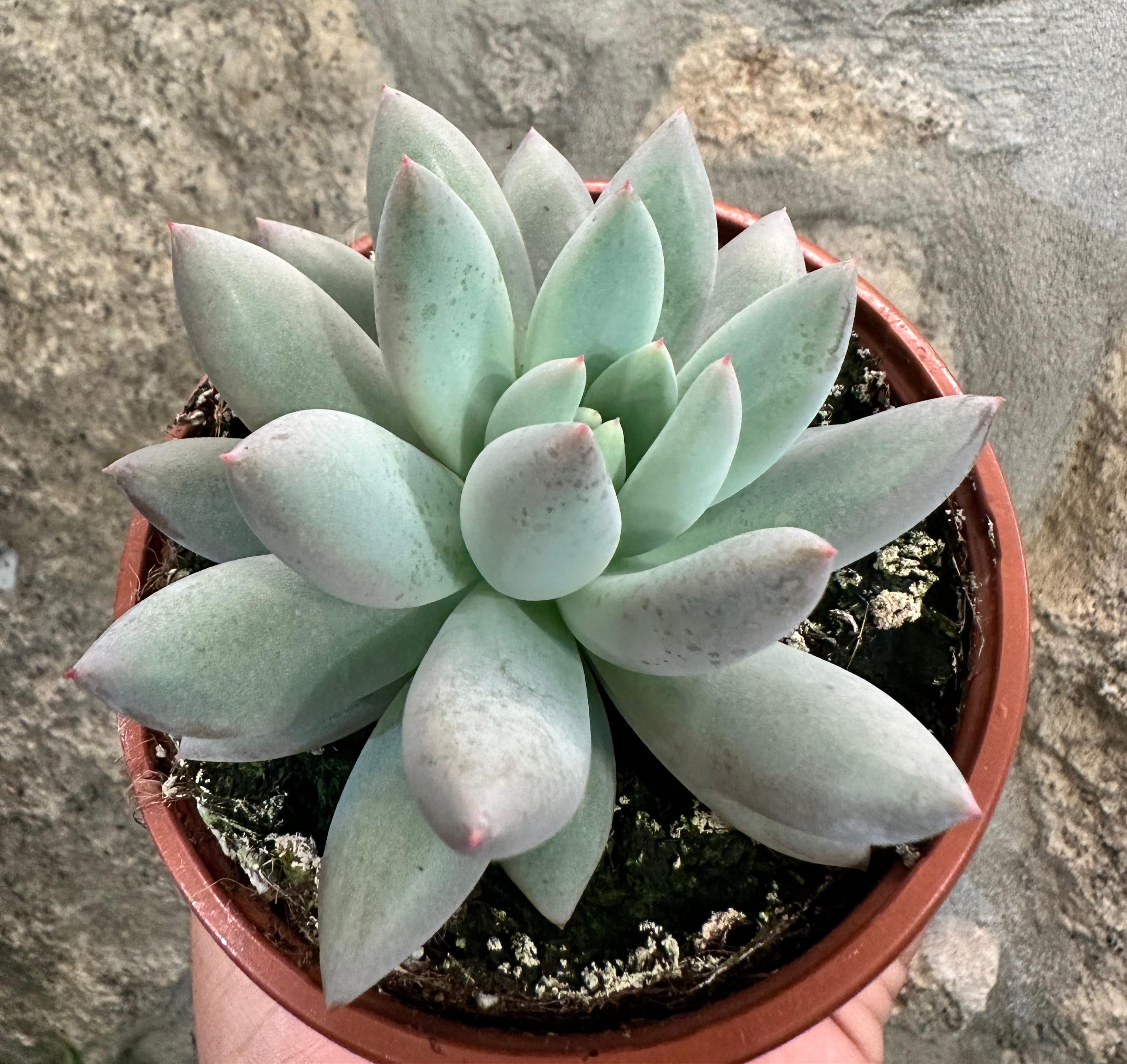Pachyveria “Dedos de anjo”